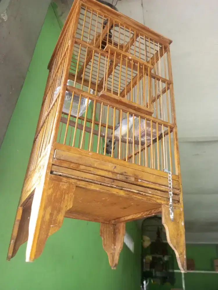 Ciblek dada putih rajin