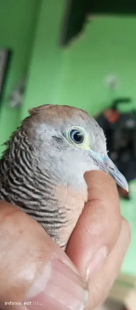 Perkutut Rondo semoyo