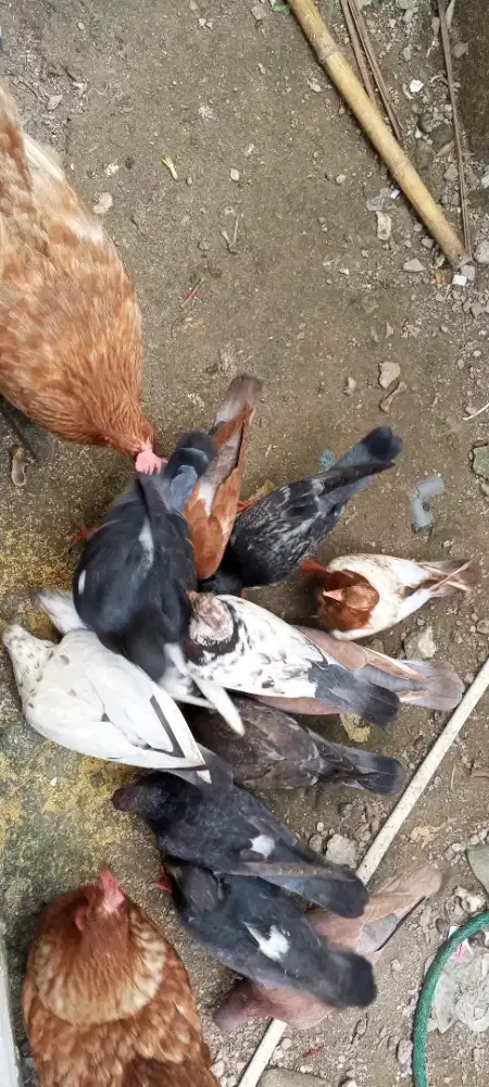 Borongin burung dara