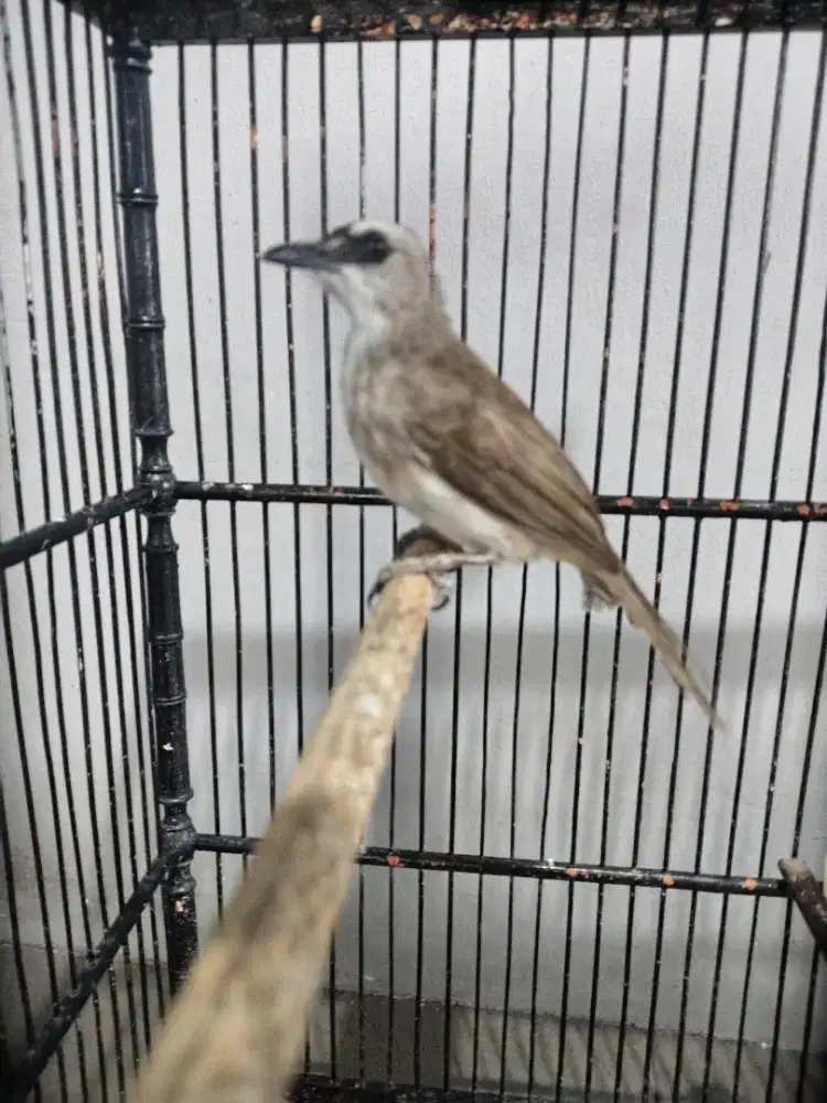 Crukcuk rajin buyi jinak mulus cocok buat alarm rmh