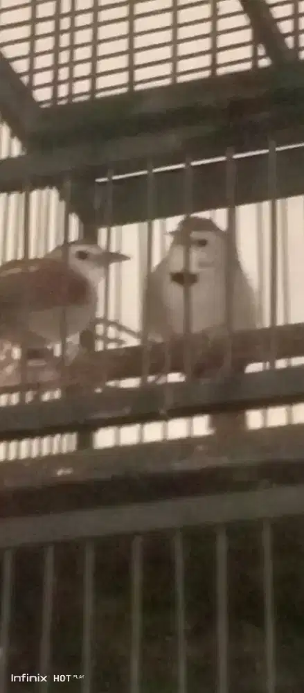 sepasang tepus plpi perak