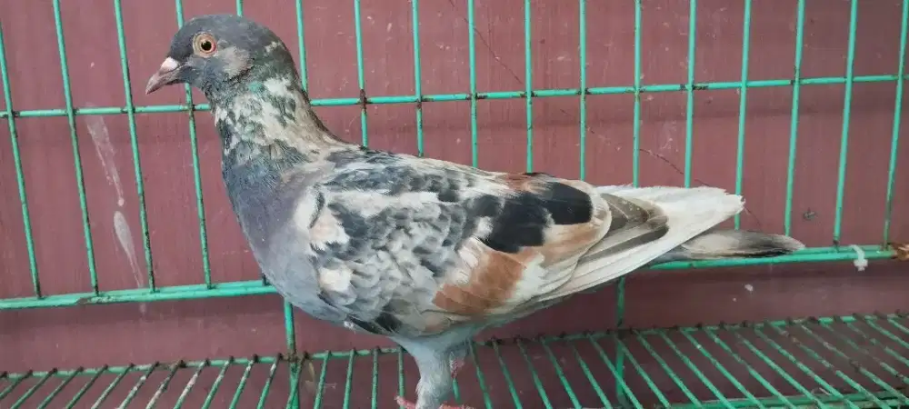 Burung Merpati betina