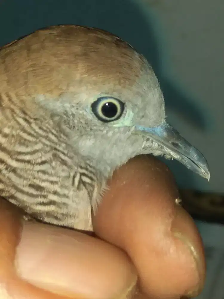 Perkutut katuranggan