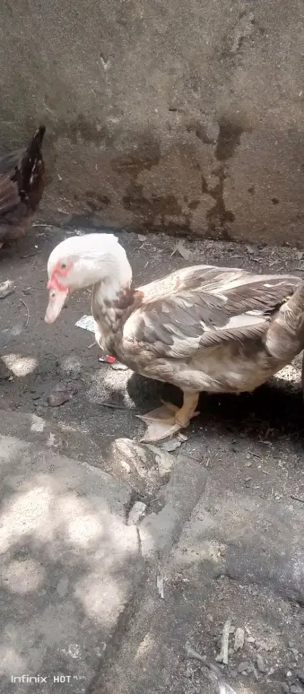 mentok betina dewasa