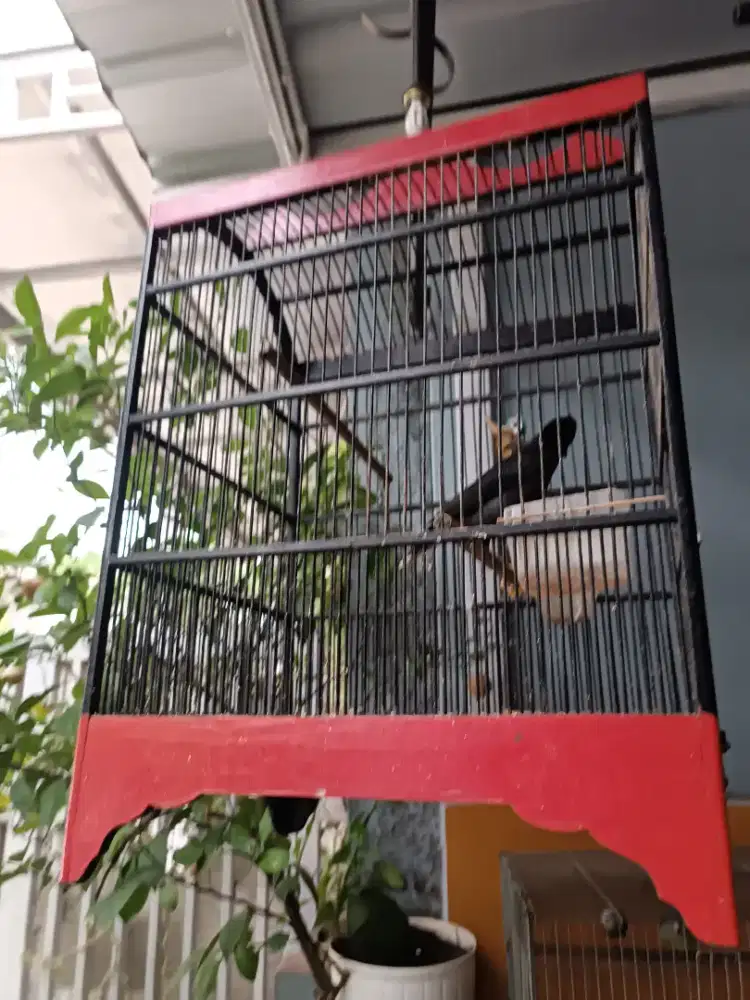 Jual murah jalak / kerak omas