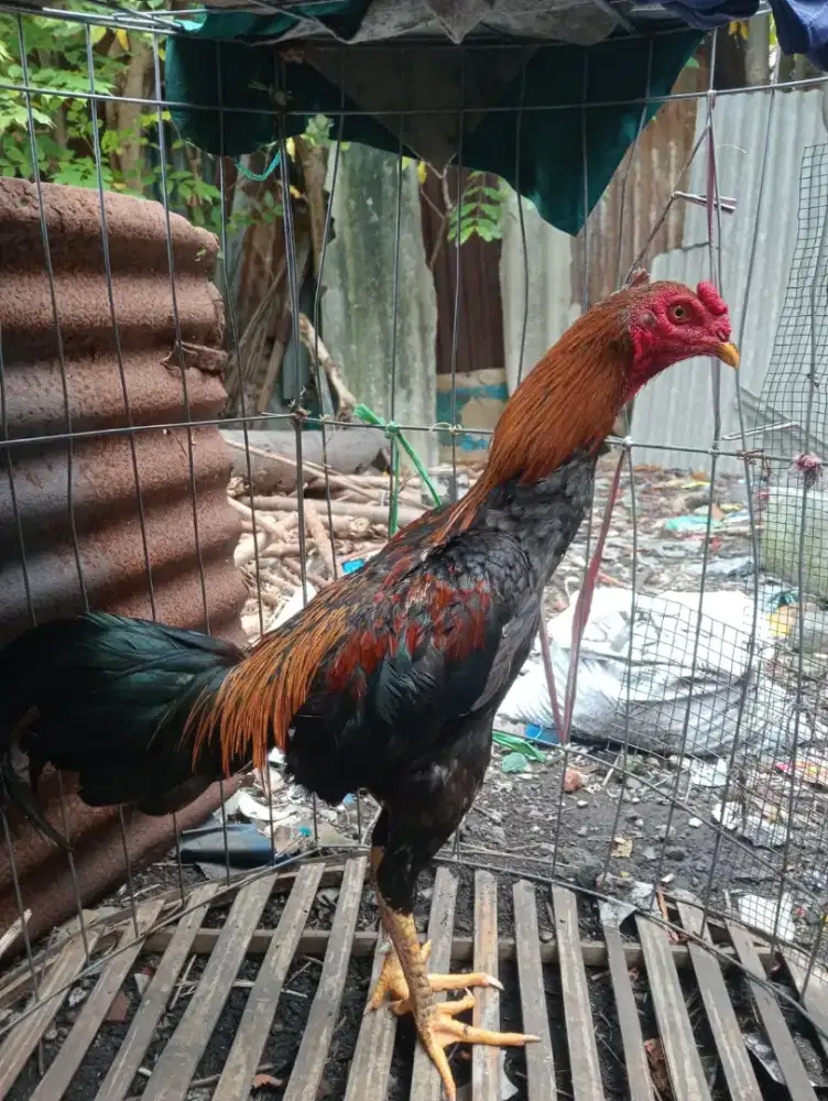 Ayam bangkok klasik bisa buat suroan sah2 an