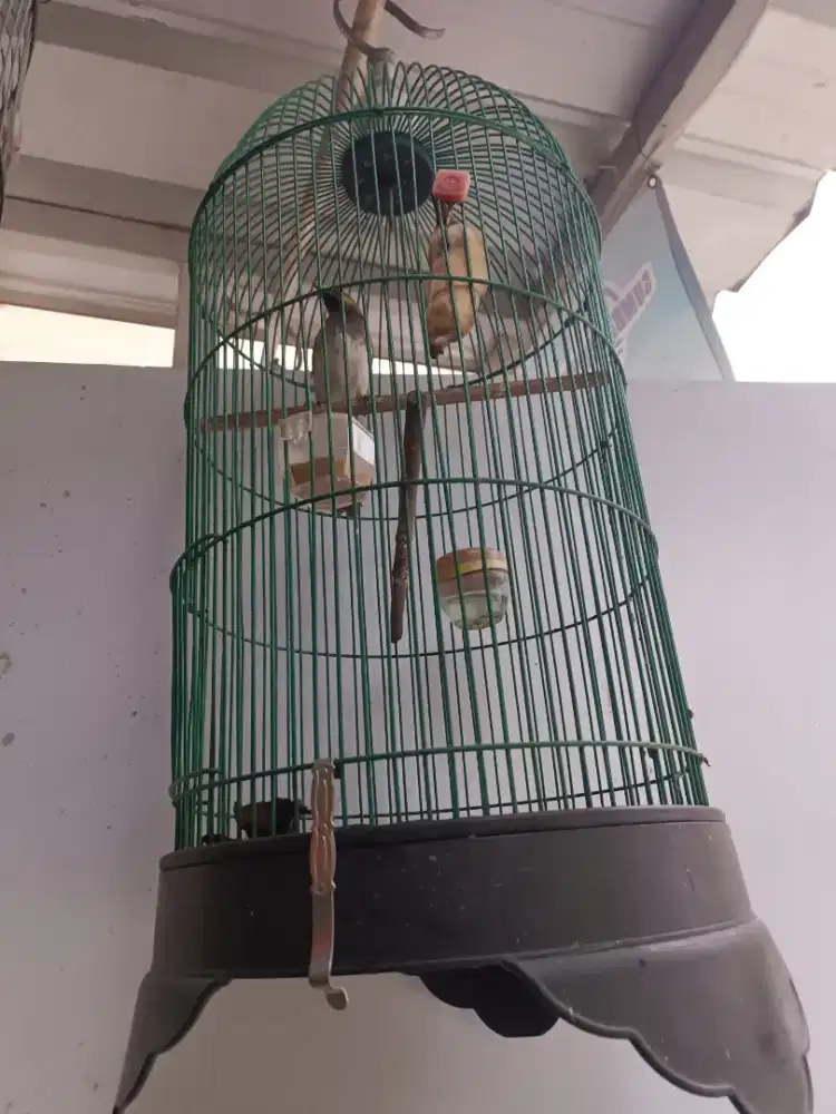 Burung Cucak wilis/Rengganis
