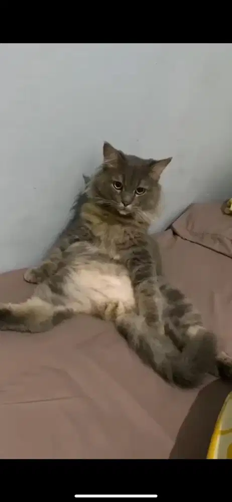 Kucing persia medium jantan (udah steril)