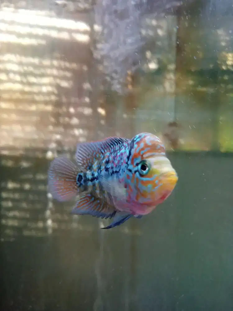 Jual ikan louhan kamfa f2 size 2 jari kurang