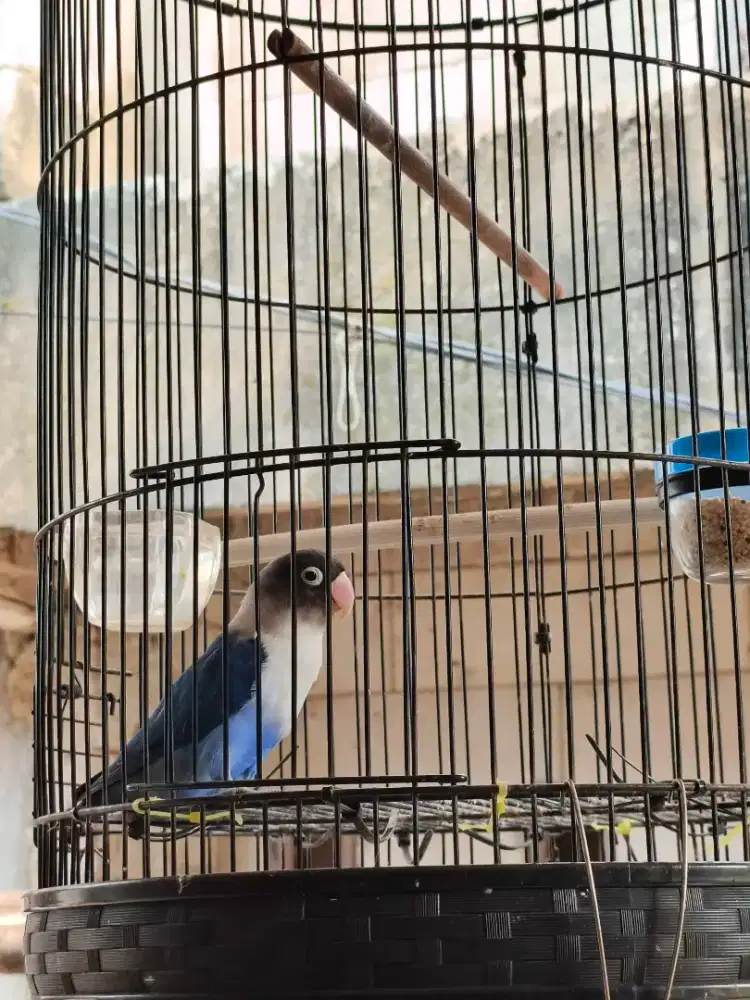 Lovebird blue Cobalt betina