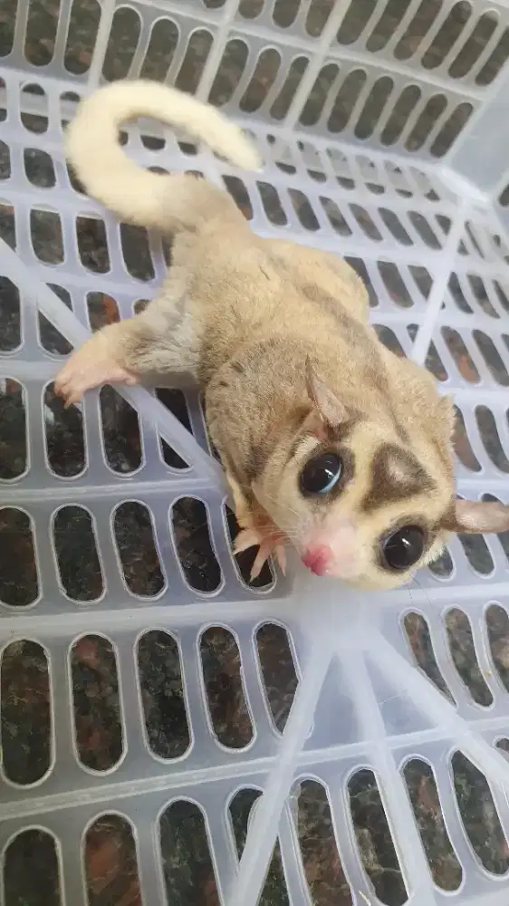 Sugar glider jinak jantan