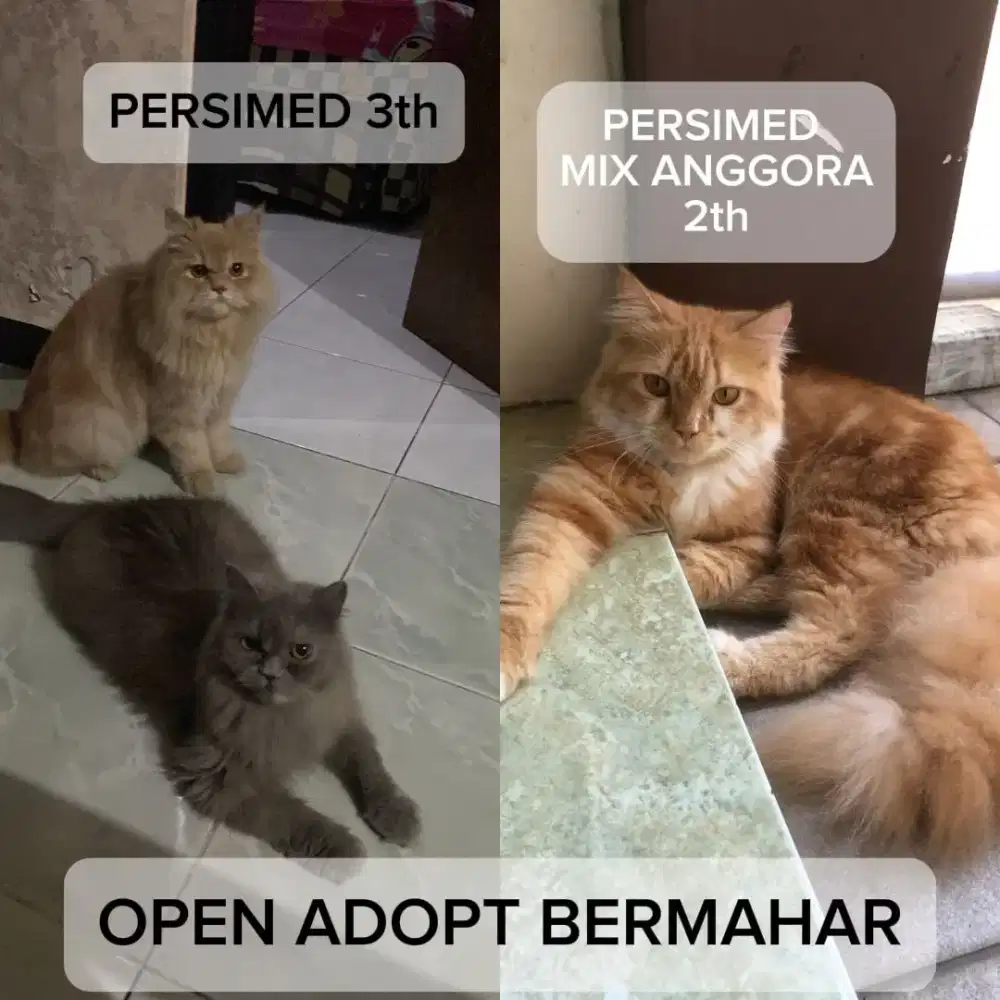Dijual kucing 400 nego