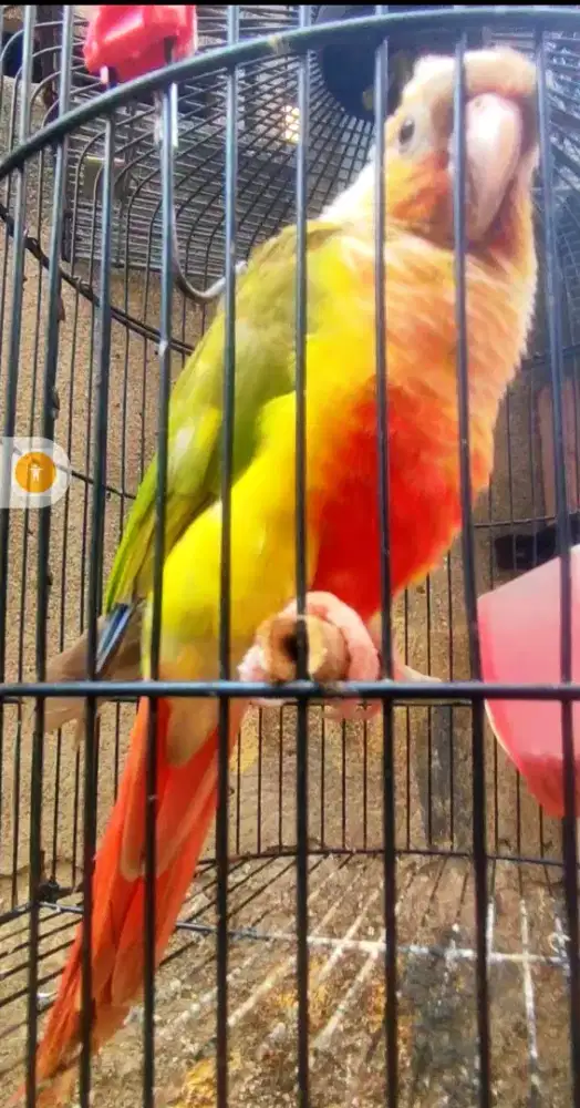burung pineapple conure jinak total