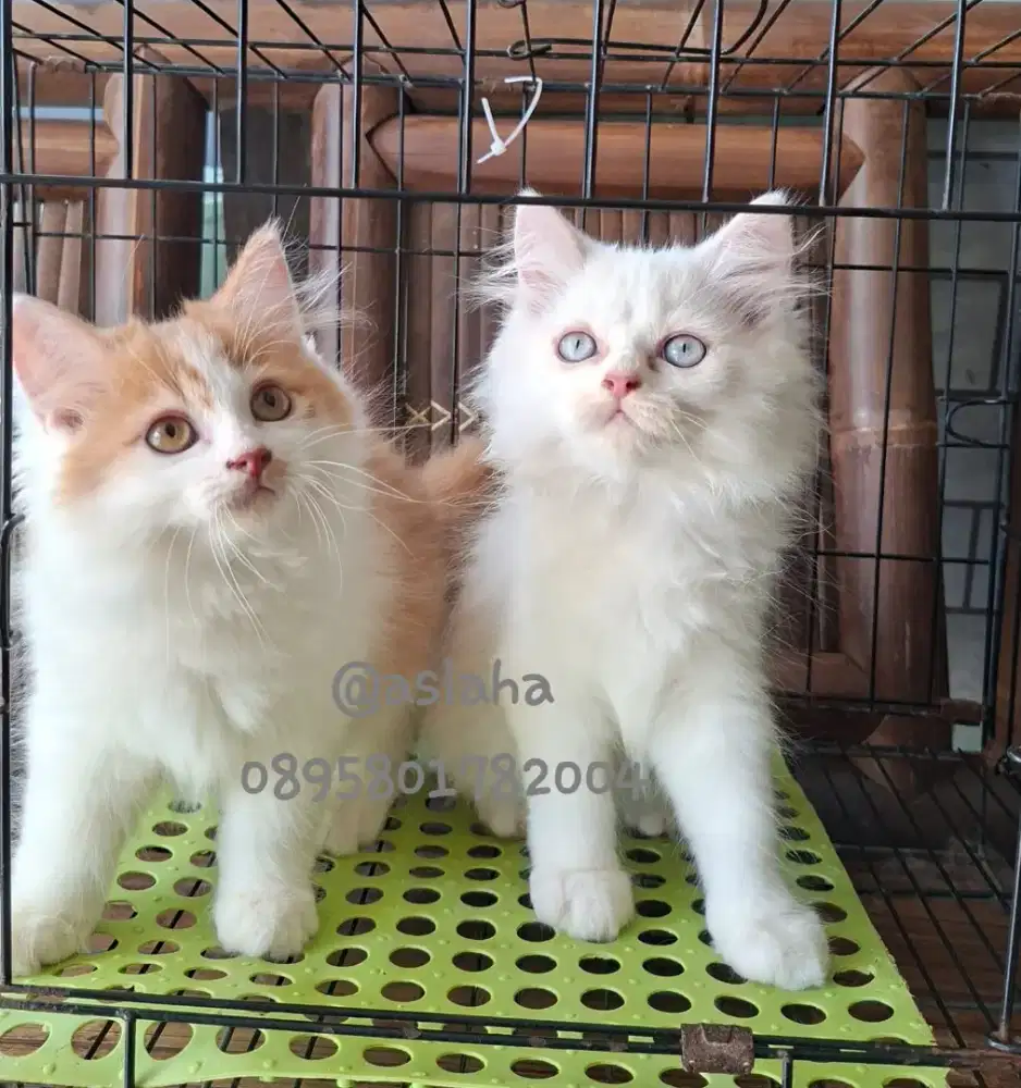 Anak kucing anggora/kitten flatnose jantan/kucing persia  jantan