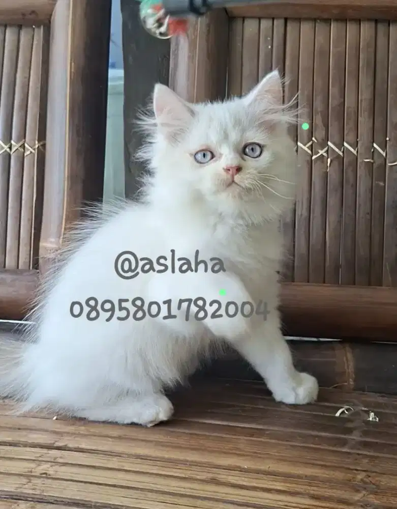 Anak kucing anggora/kitten persia flatnose /kucing persia jantan