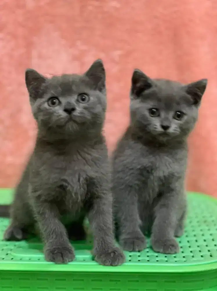 British short hair blue