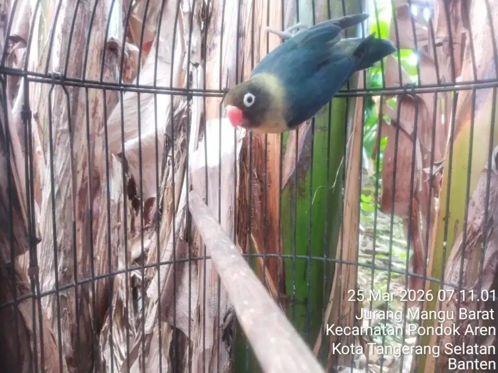 Parblue TURQOISE perso Betina dewasa