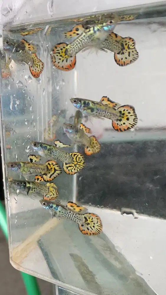 Ikan Guppy Galaxy Sunset Roundtail