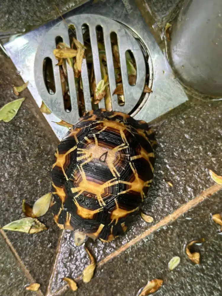 Radiata 9cm bukan indian star