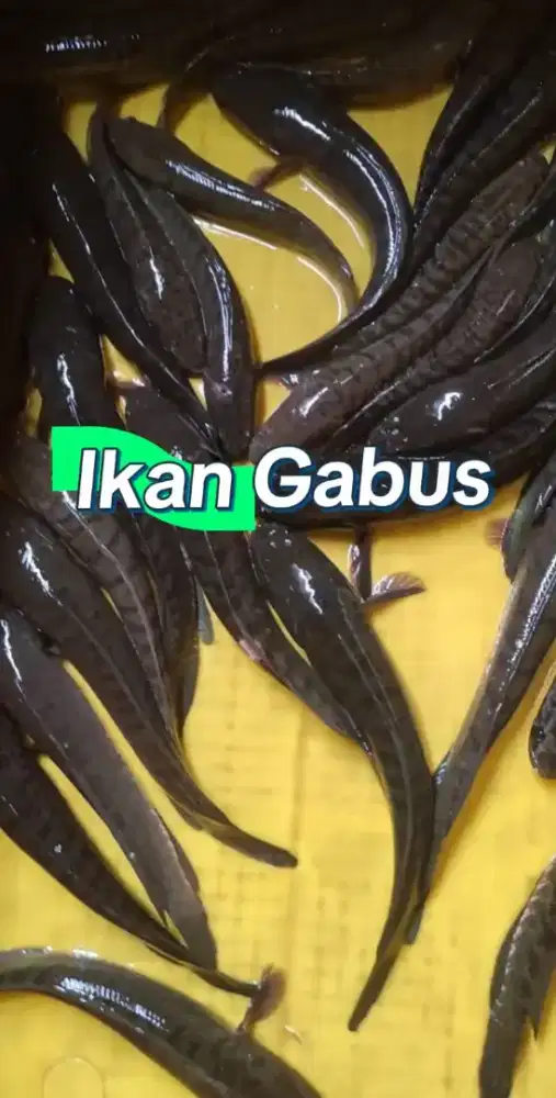 Menawarkan bahan olahan bergizi gabus konsumsi