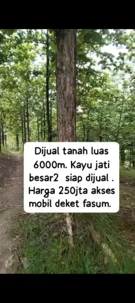 Jual tanah bonus pohon jati lokasi Kemusu lt 6000m hrg 250jt
