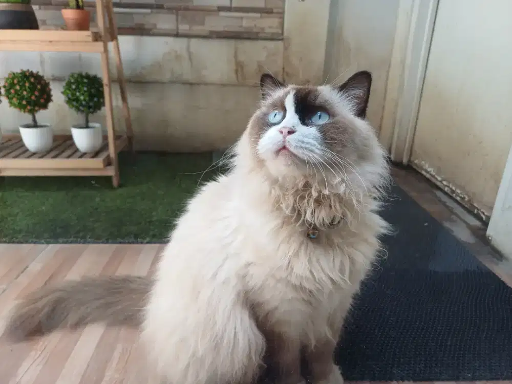 kucing himalaya include kandang