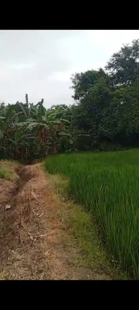 Jual sawah panen 2xthn lokasi Kemusu lt 6400m hrg 160jt nego
