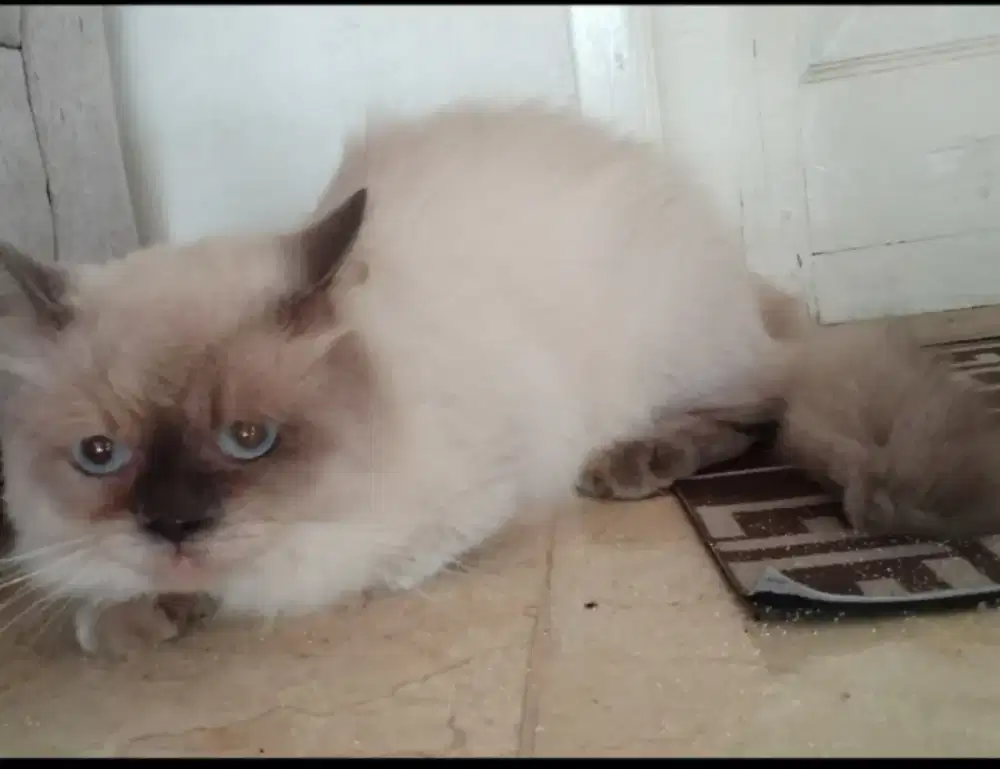 Himalaya ganti pakan