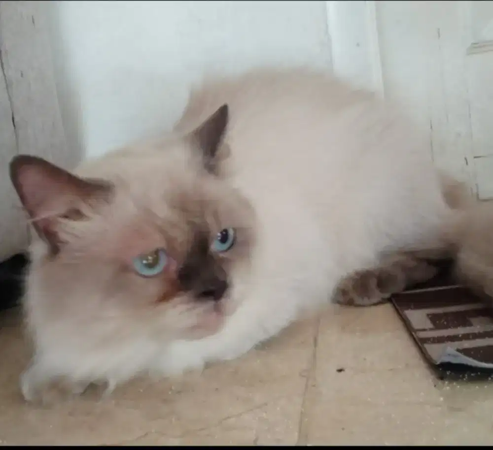 Open adopt kitten usia 5 bulan Himalaya