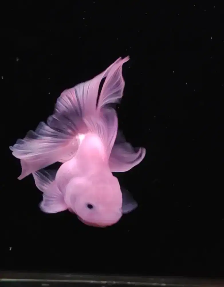 grosir bisa sortir ikan mas koki goldfish oranda long tail maskoki olt