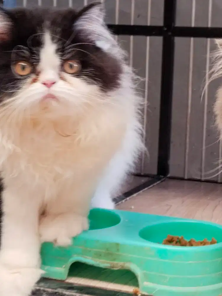 Kucing Persia Flatnose Jantan
