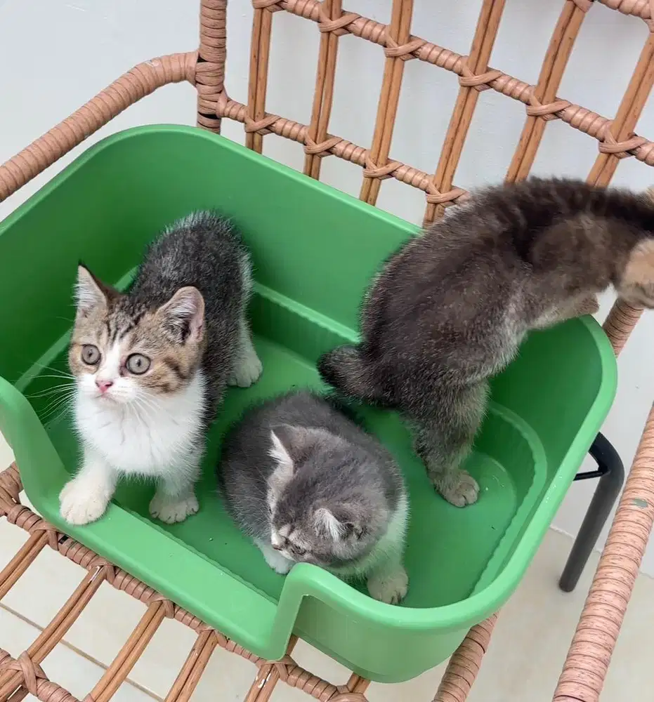 Borongan anakan BSH kitten