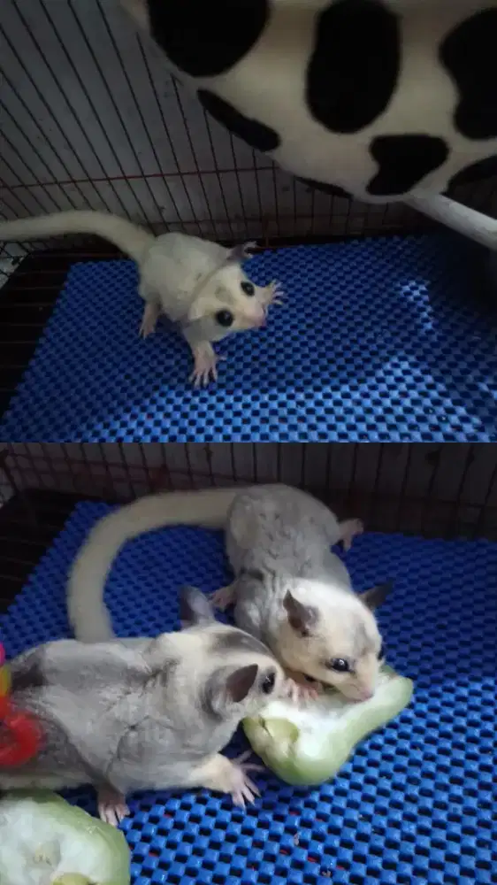 Hewan Suger Graider(tupai terbang) 4 Bulan