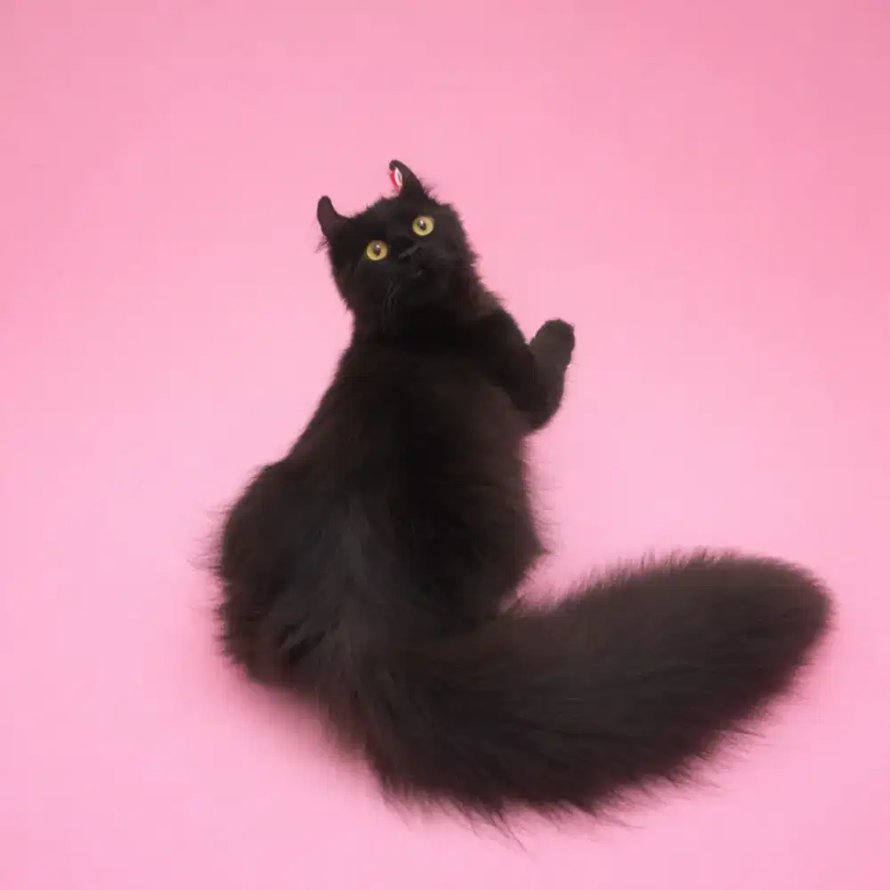 Kucing american curl / kitten acl / American curl / curl