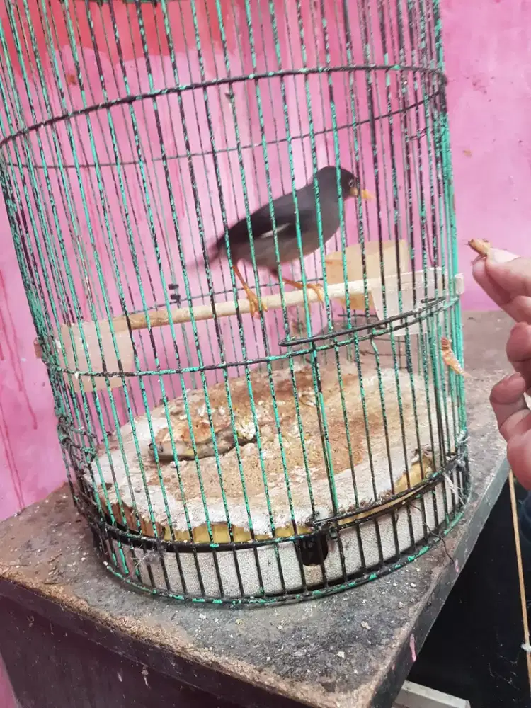 Jalak kebo mata putih