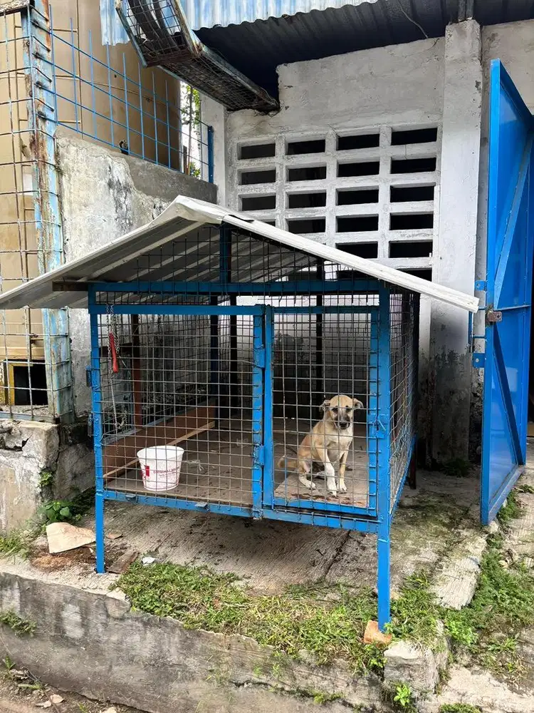 Anjing lokal umur 8 bulanan