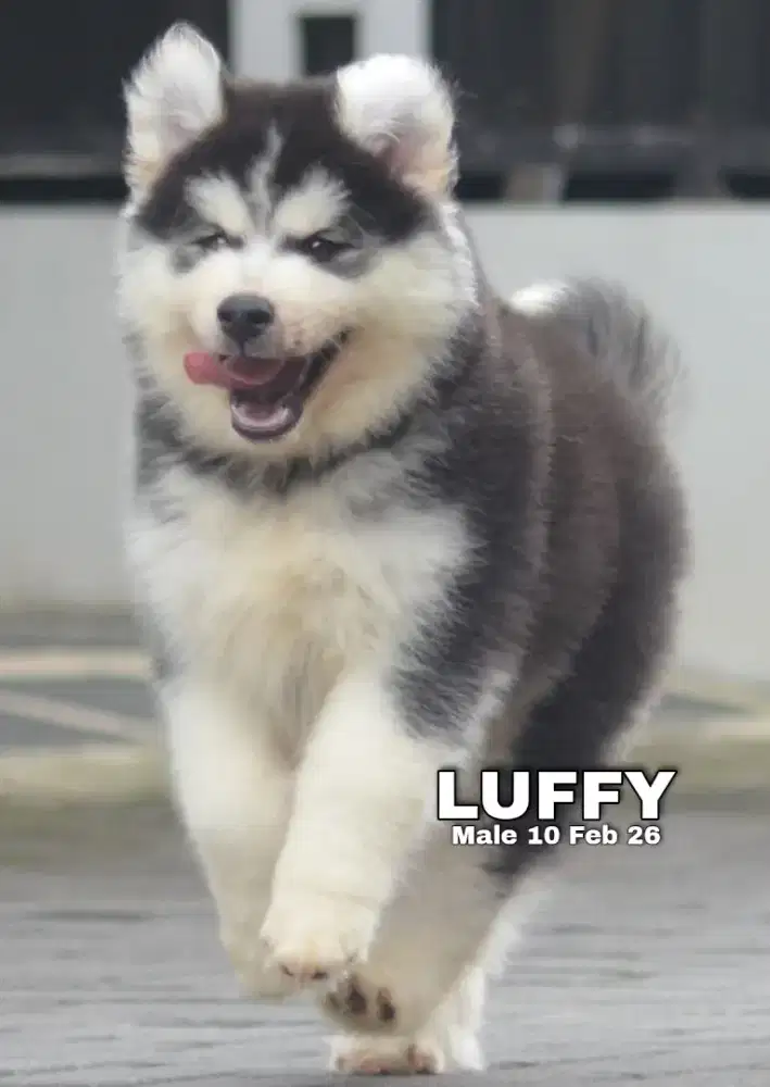 Husky hitam jantan •LUFFY•