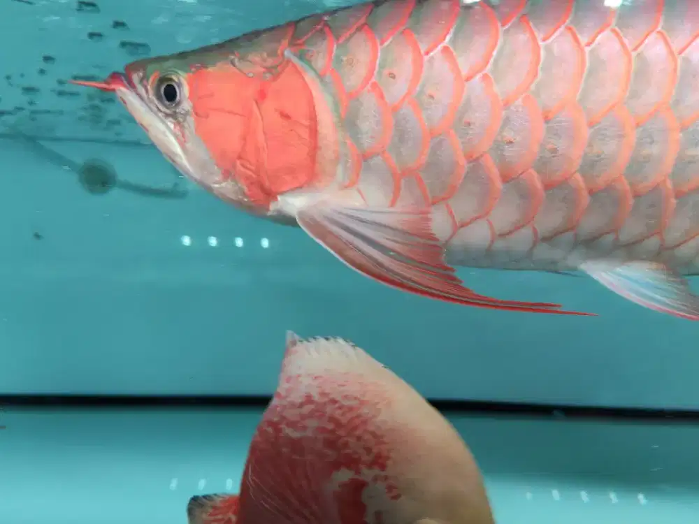 Ikan arwana super red