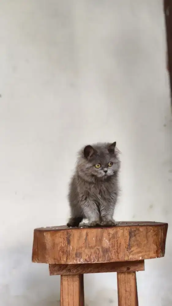 Anak kucing BSH betina longhair