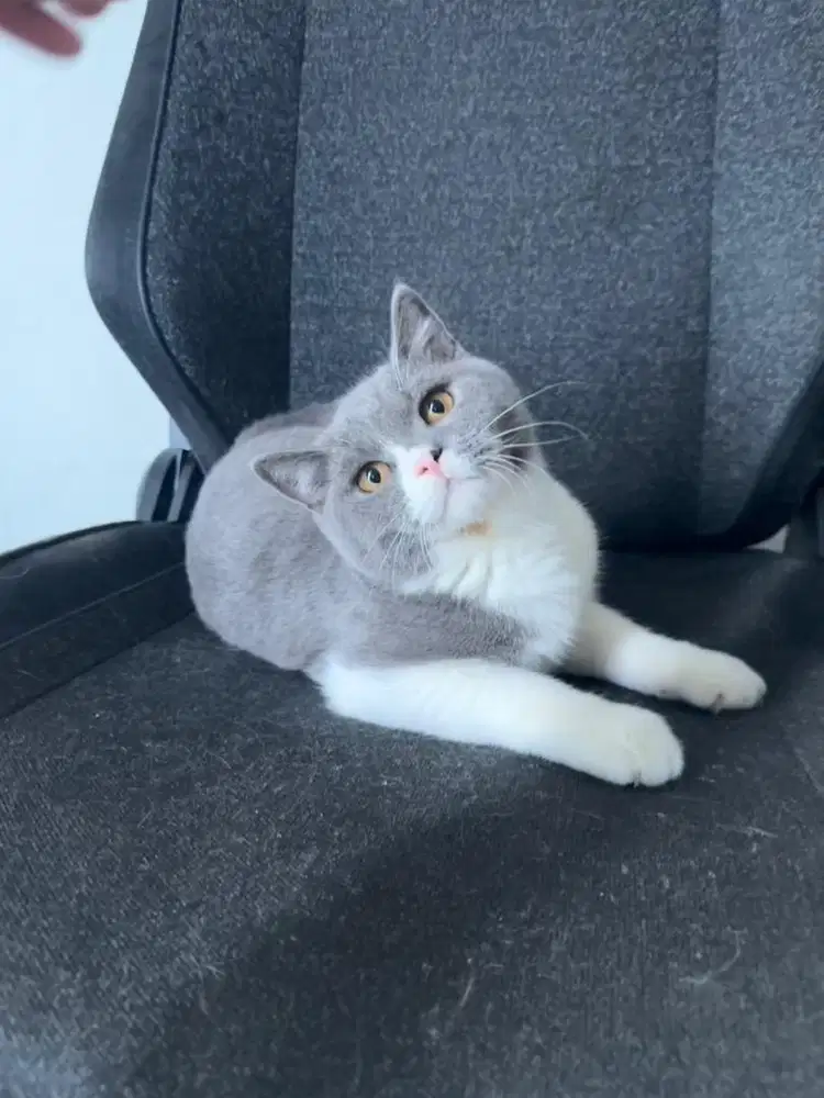 Kucing British Short Hair (BSH) Bicolor