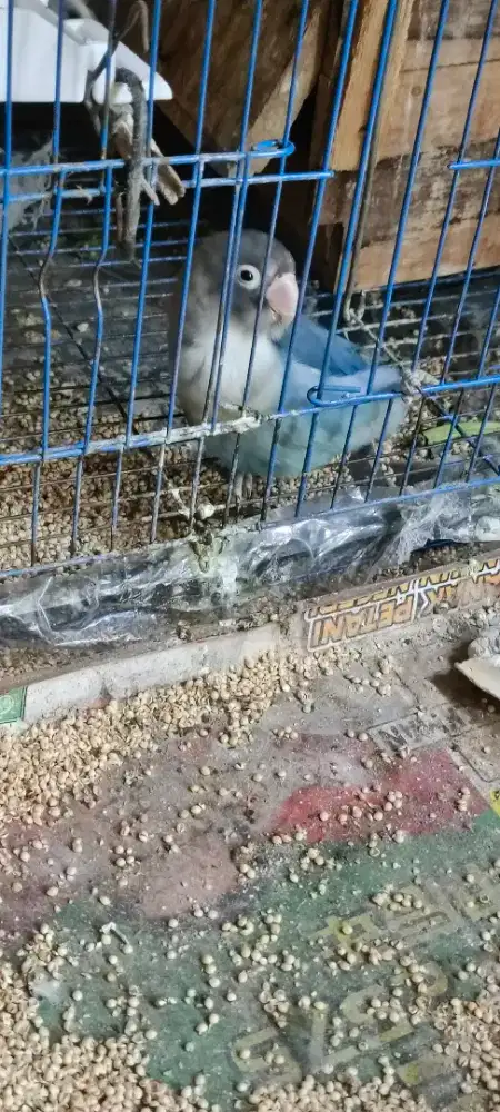 Love bird langka kaki split normal sehat