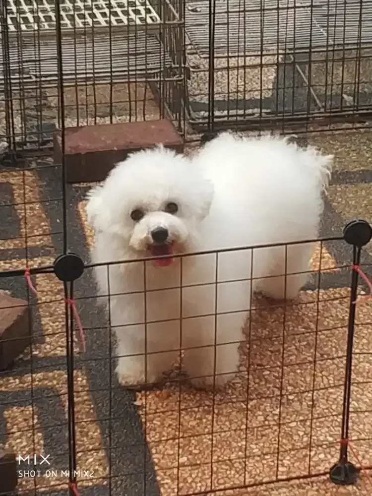 Calon indukan Bichon frise