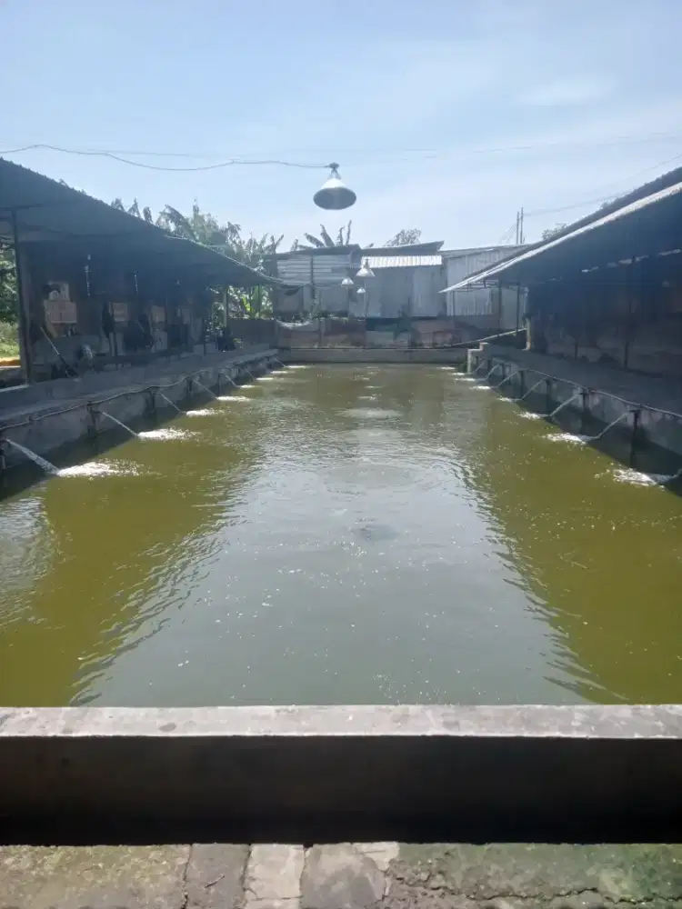 Caddy kolam pemancingan galatama