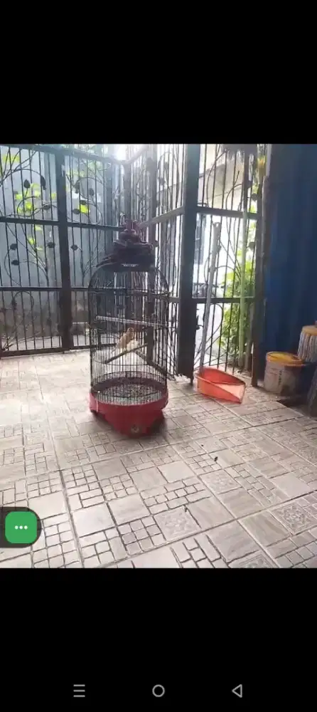 Kenari gacor + k ebot