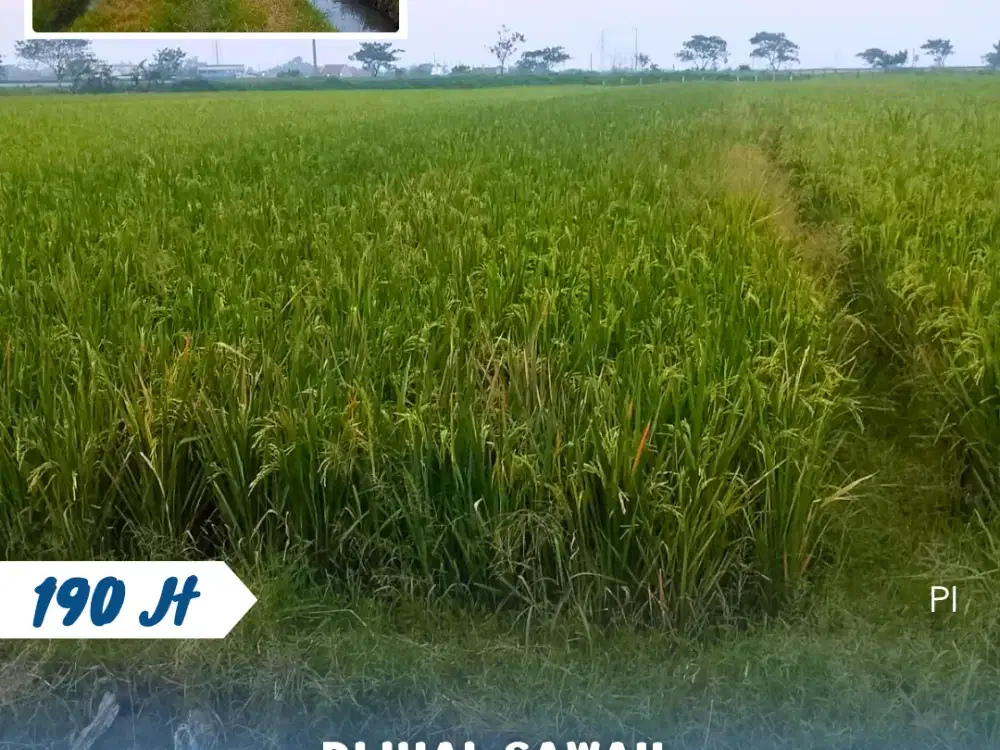 Dijual Sawah Di Kebak Kebakkramat Karanganyar