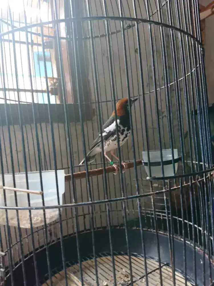 Anis kembang wiksar mulus gs