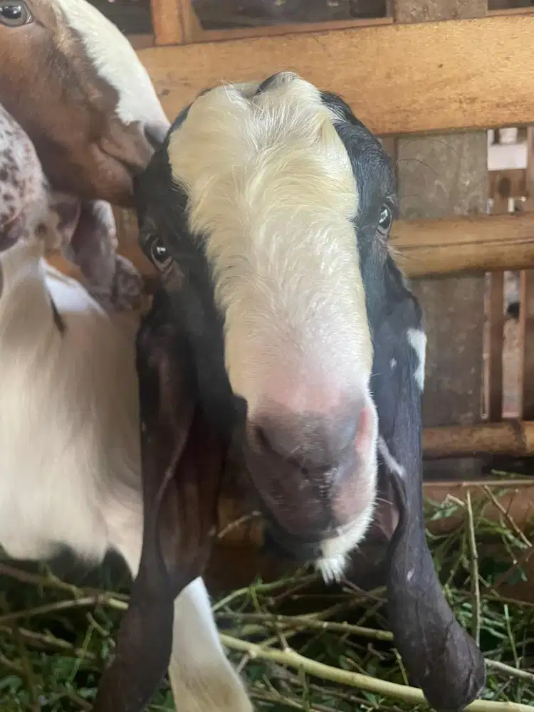Kambing jawa dan pe