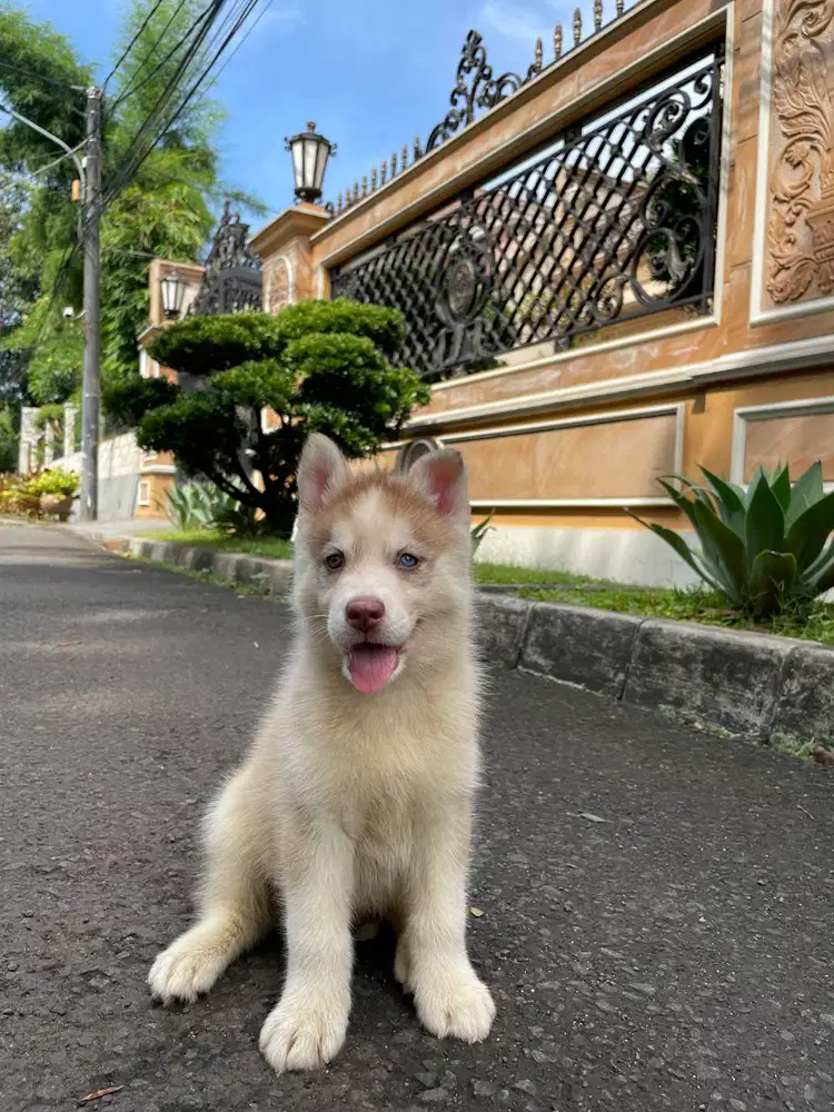 Skye Kiara De Kaizen Female Cute Light Red Siberian Husky Superior Q