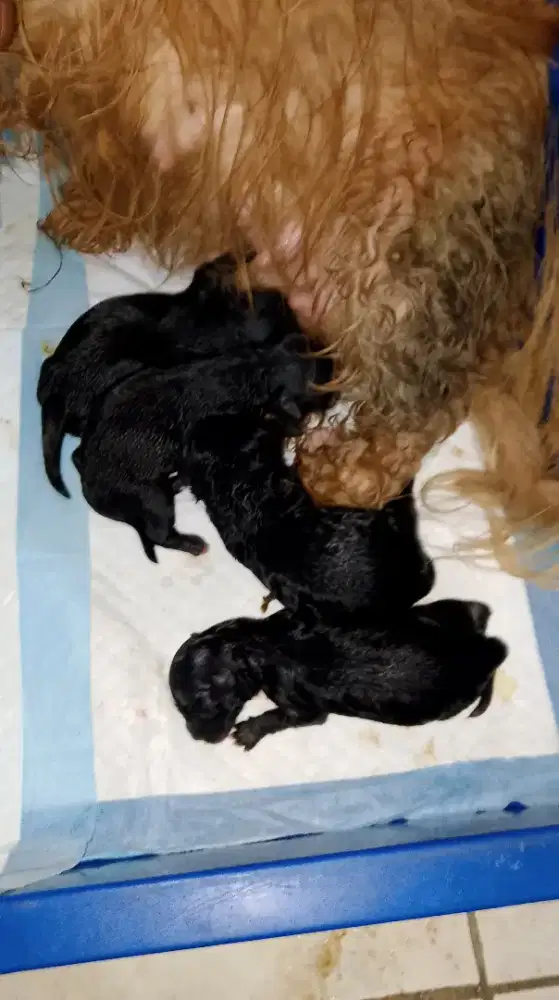 DICARI ART SEKALIGUS PERAWAT HEWAN