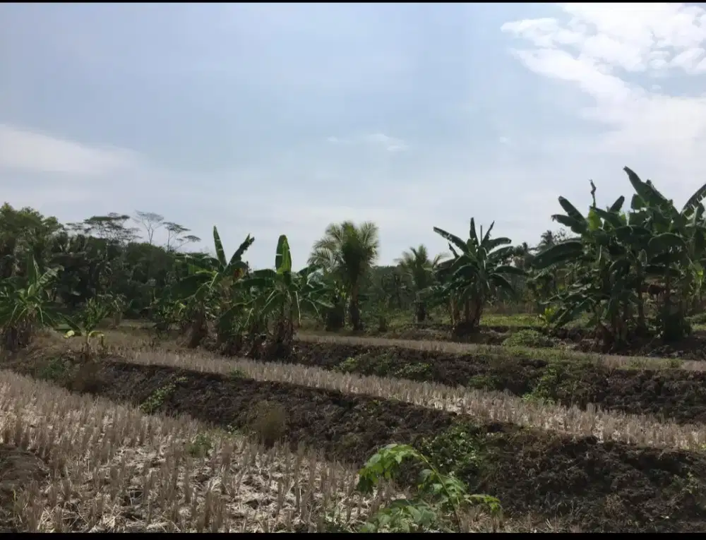 Jual tanah di sawarna banten